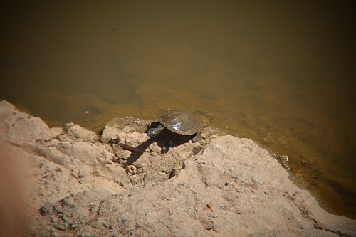 Krefft's turtle.   Inland SW Ql'd