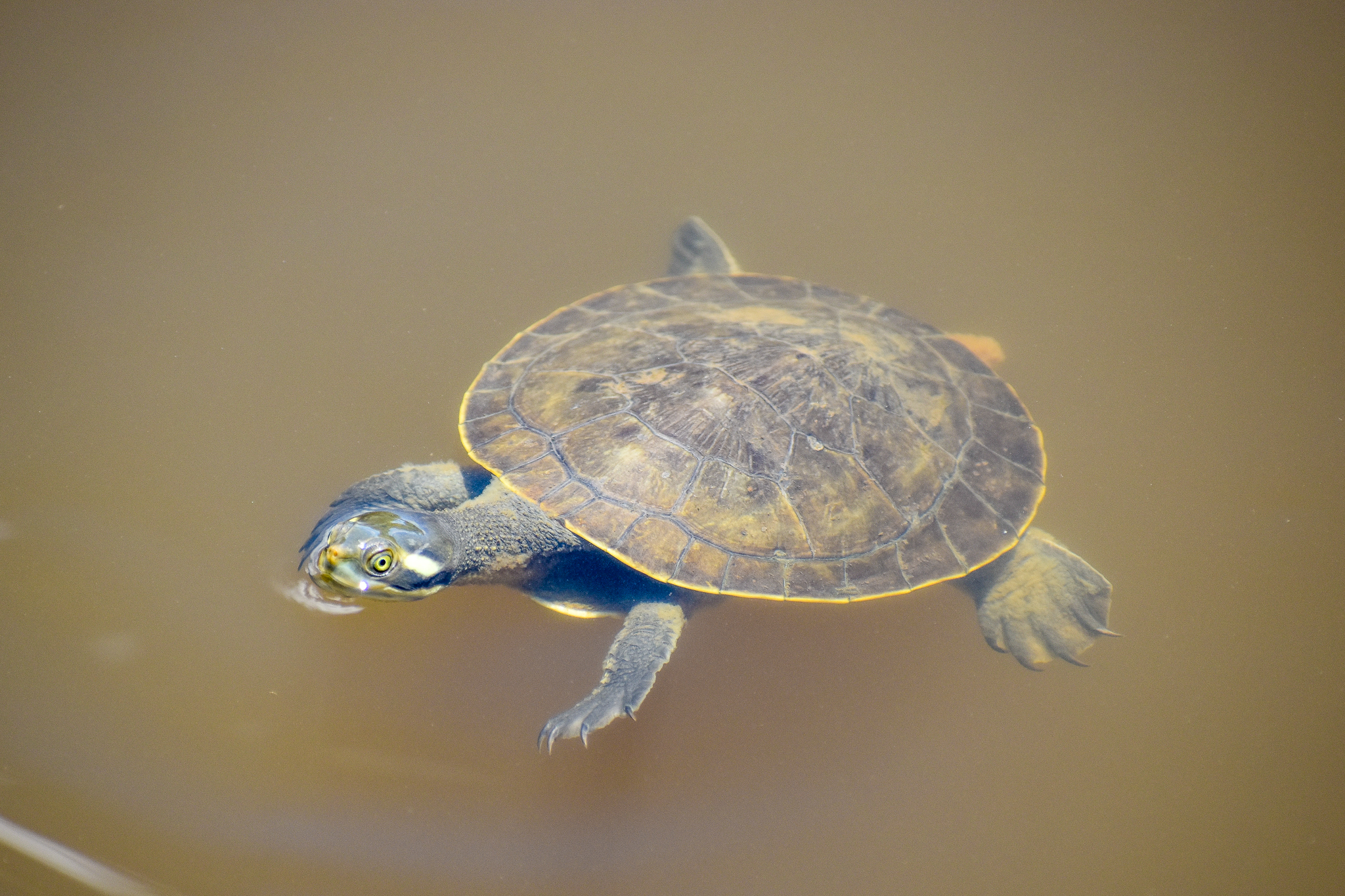 Krefft's Turtle