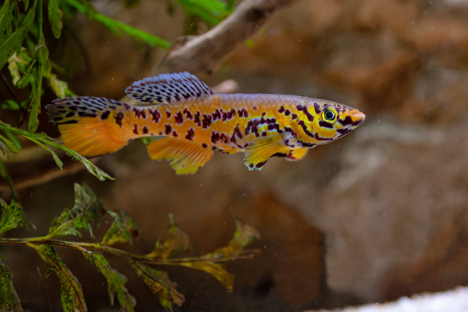 Kribi killi (Fundulopanchax fallax)