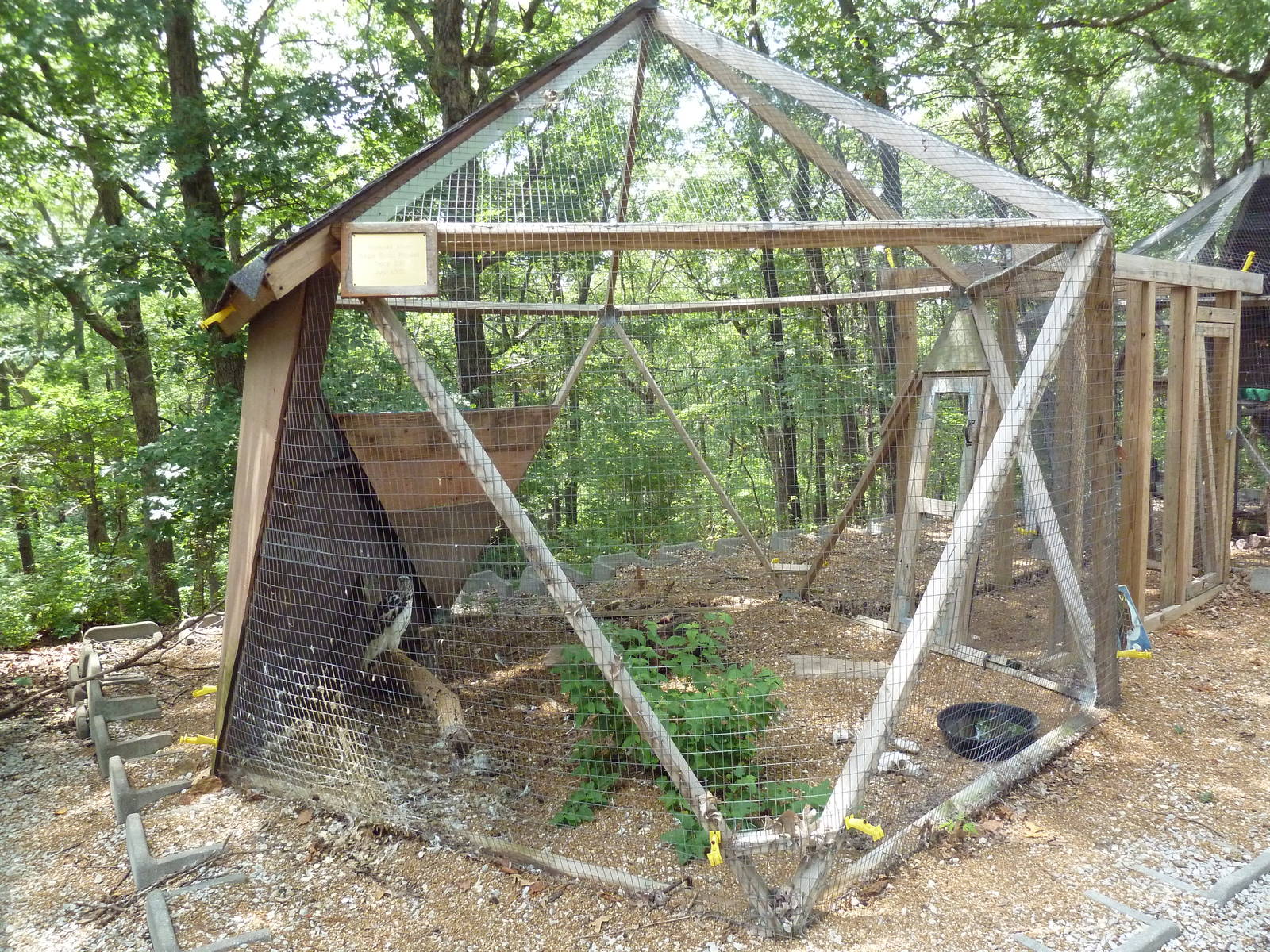 Krider's Red-Tailed Hawk Aviary