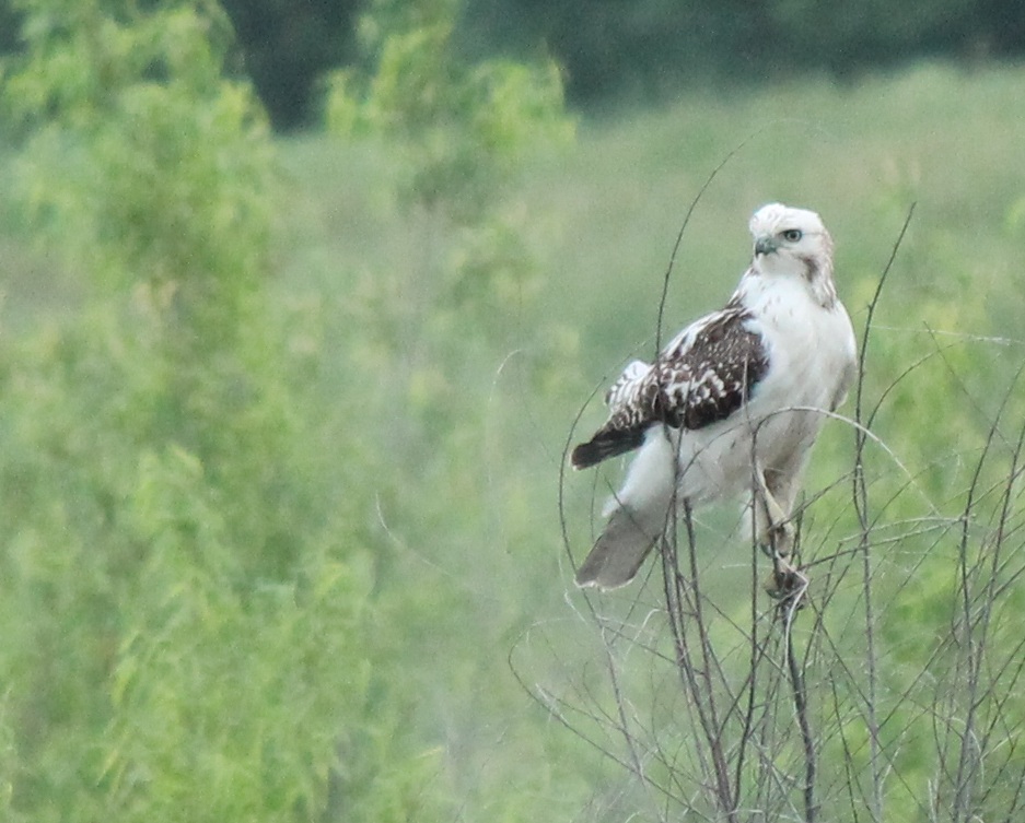 Krider's Red-Tailed Hawk