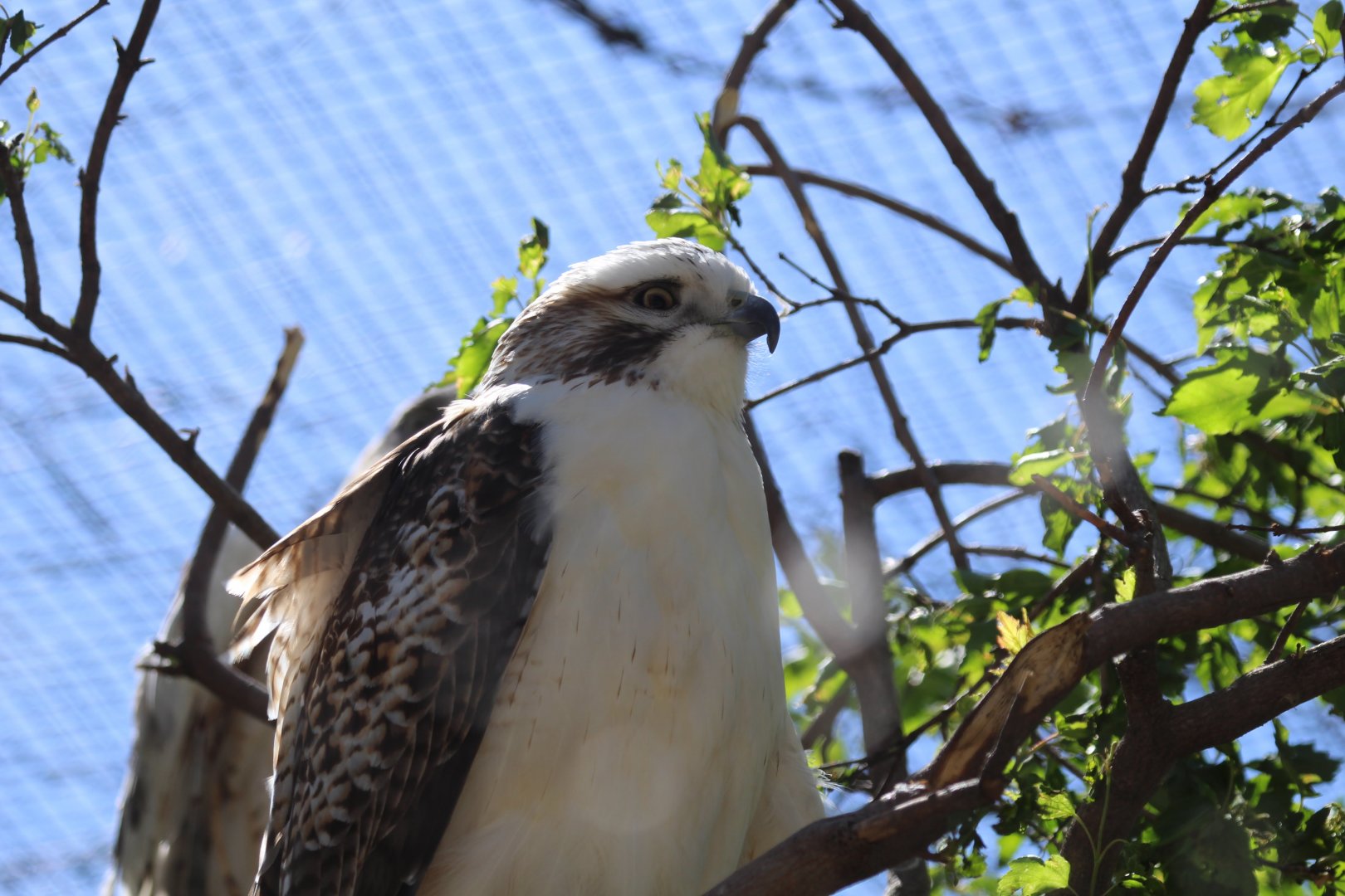 Krider's Red-tailed Hawk