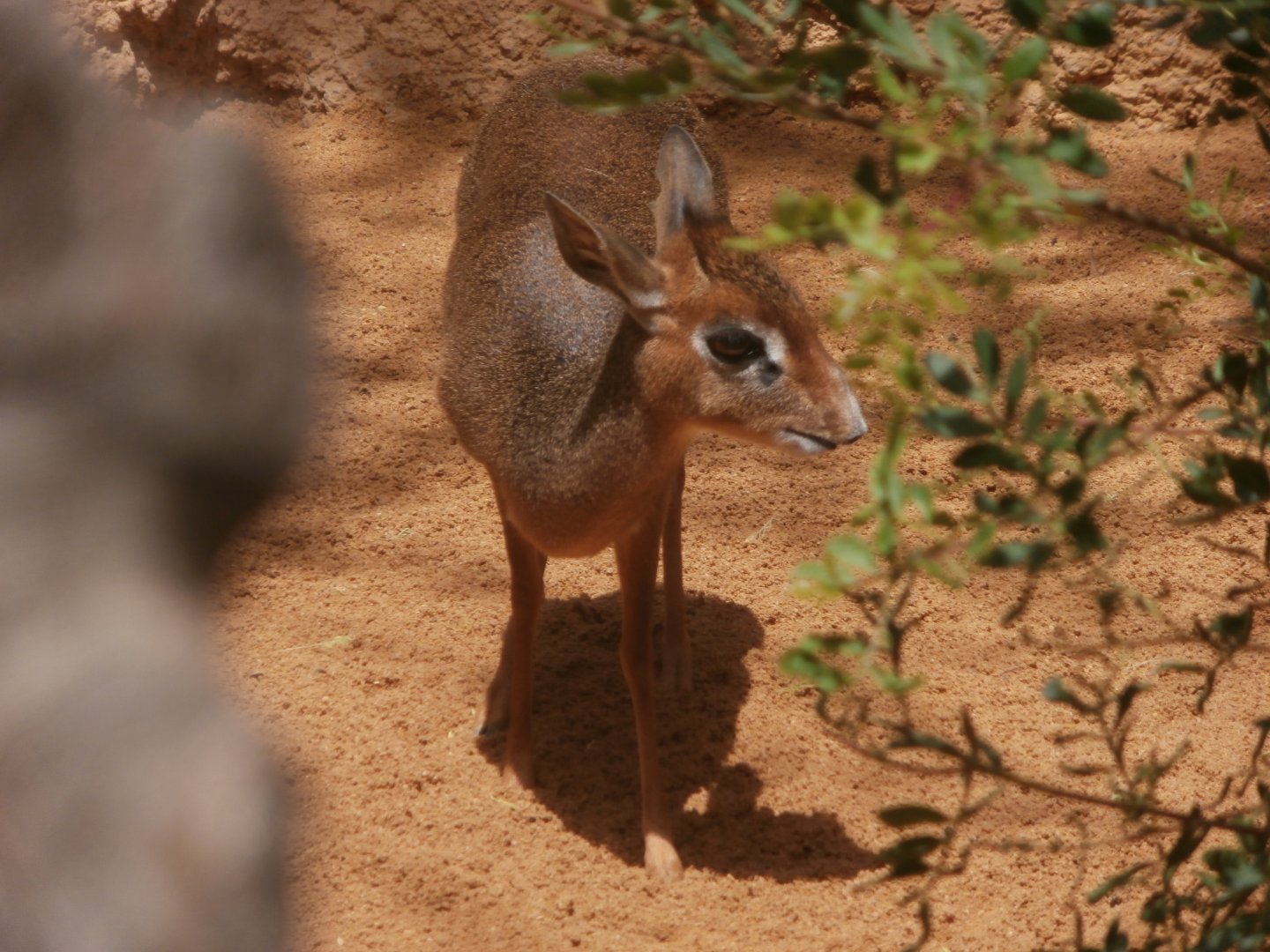 Krik's dikdik -Bioparc Valencia (Summer 2017)