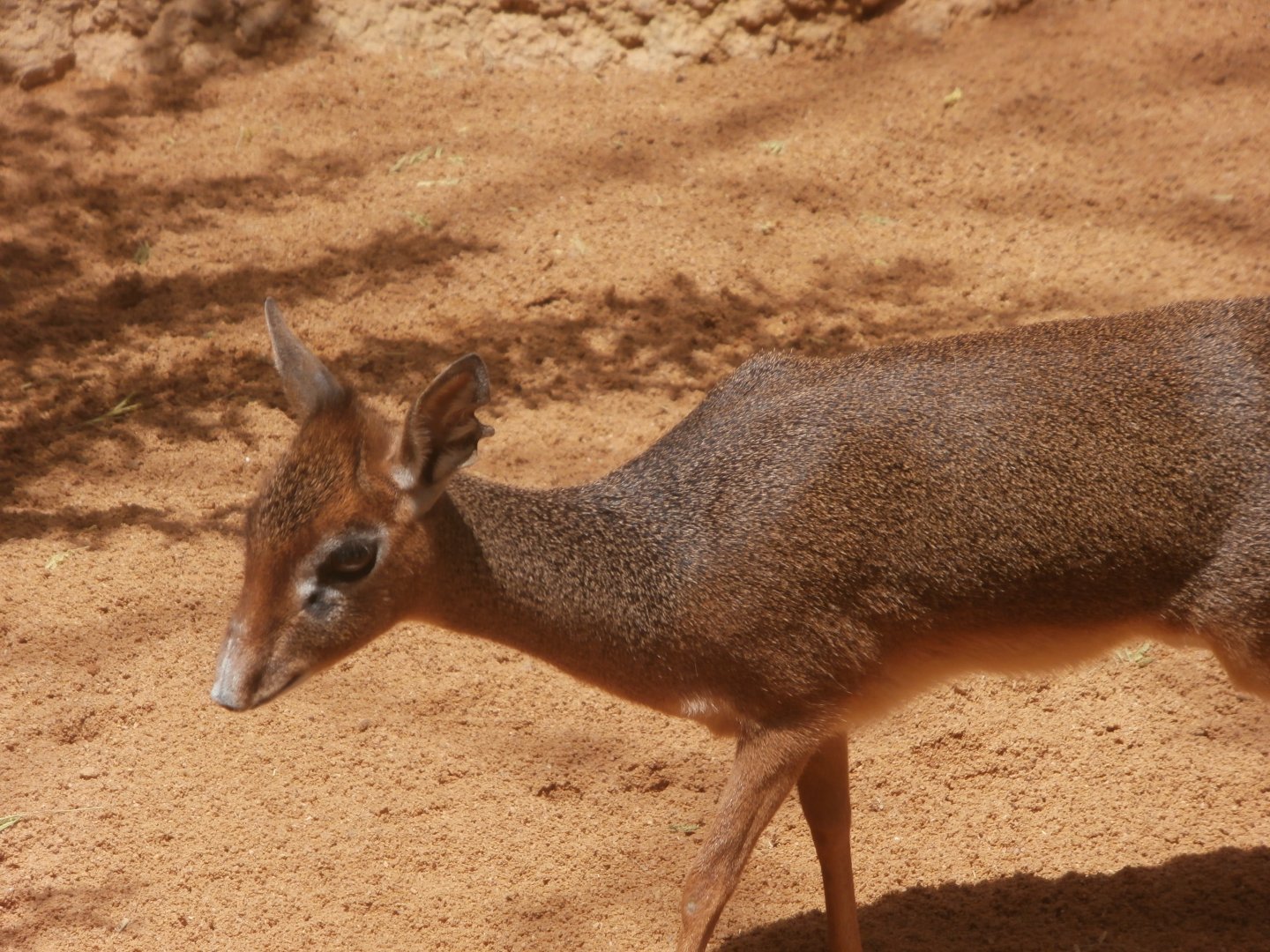 Krik's dikdik -Bioparc Valencia (Summer 2017)