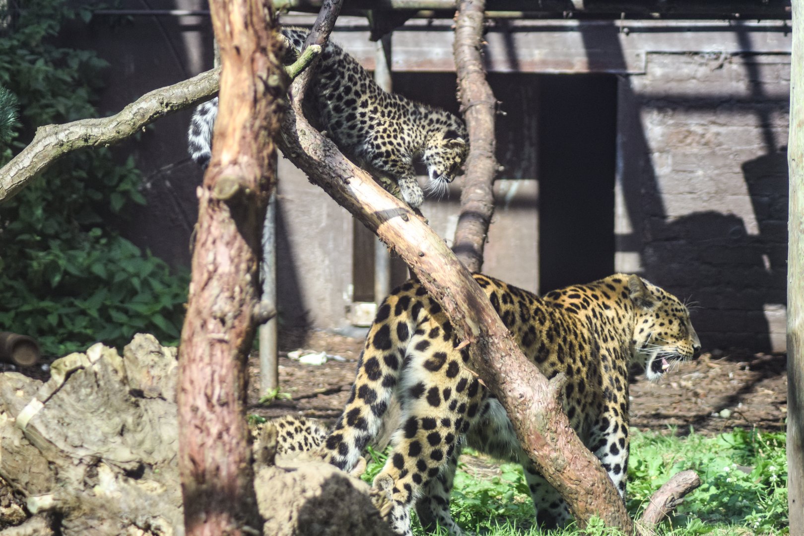 Kristen and Cub - 18 Sep 2016