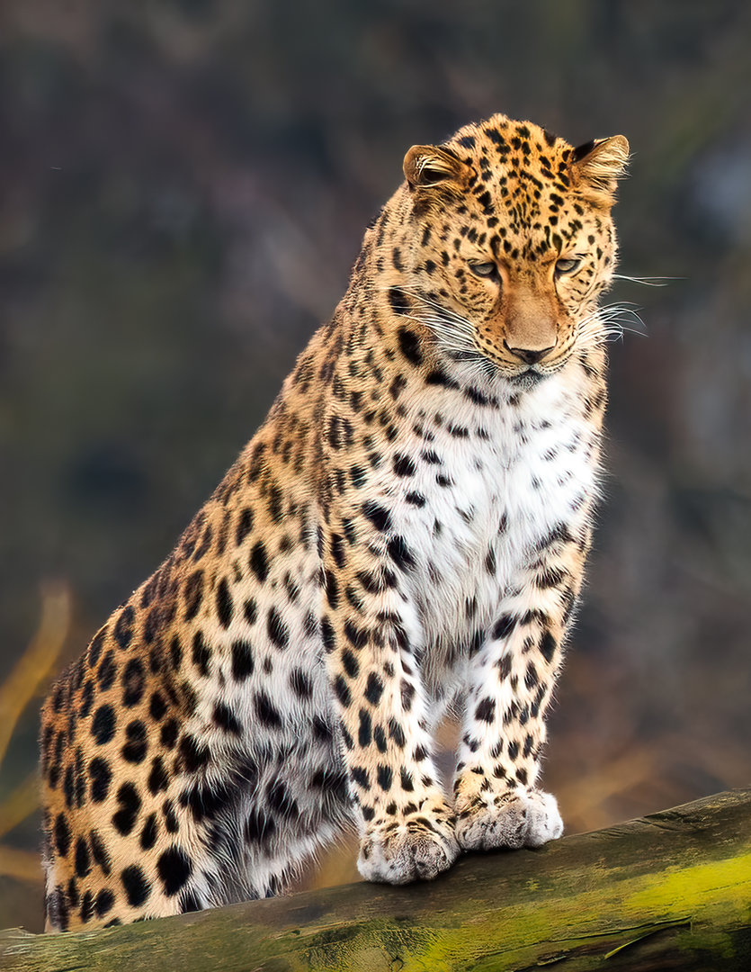 Kristen - female Amur Leopard