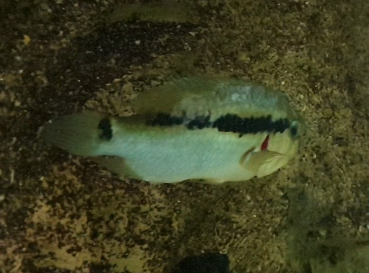 Krobia species "Oyapock"