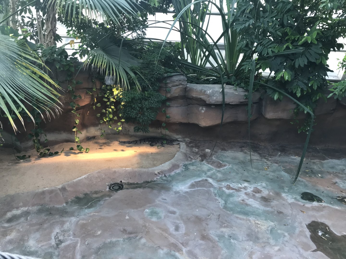 Krokodilhalle - Freshwater crocodile 011218