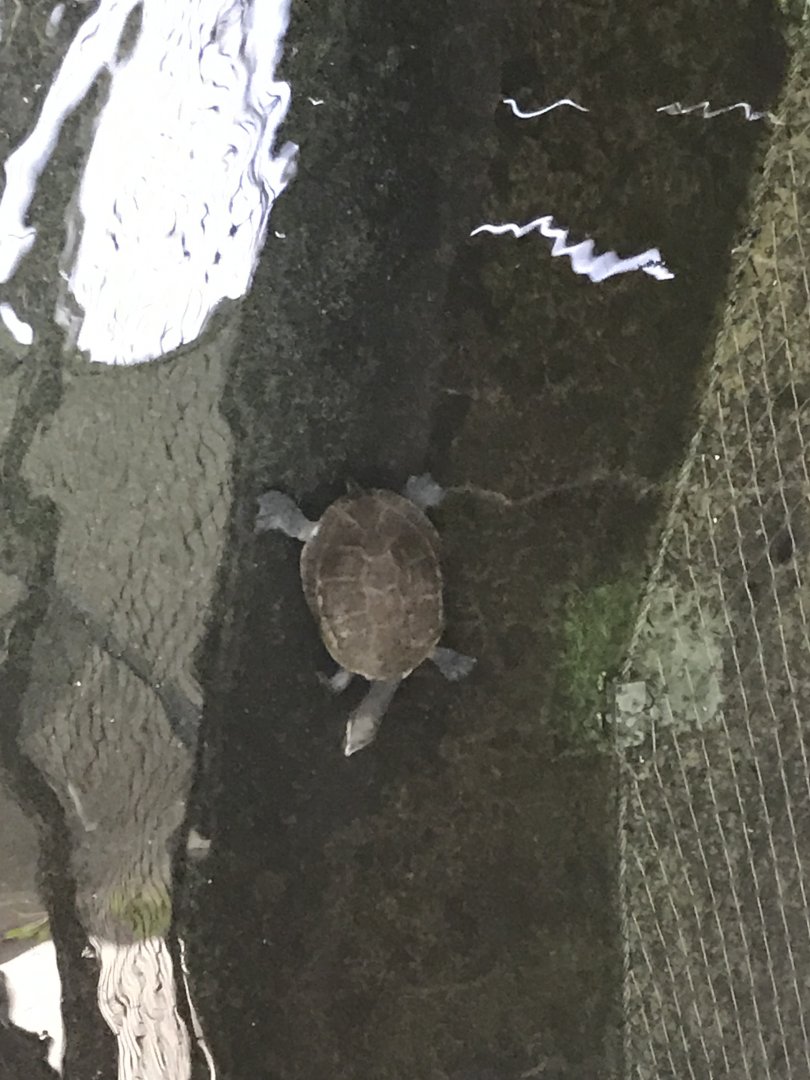 Krokodilhalle - Red-bellied short-necked turtle 011218