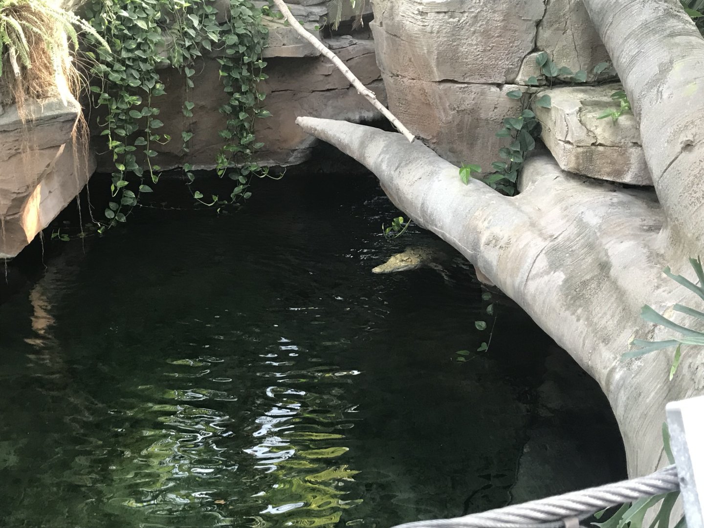 Krokodilhalle - Saltwater crocodile 011218