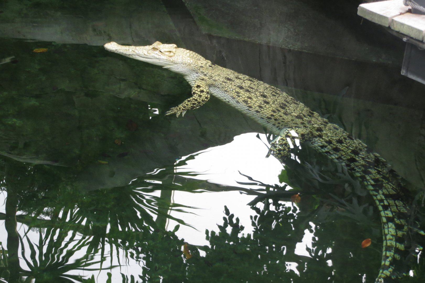 Krokodilhalle - Saltwater crocodile 031218