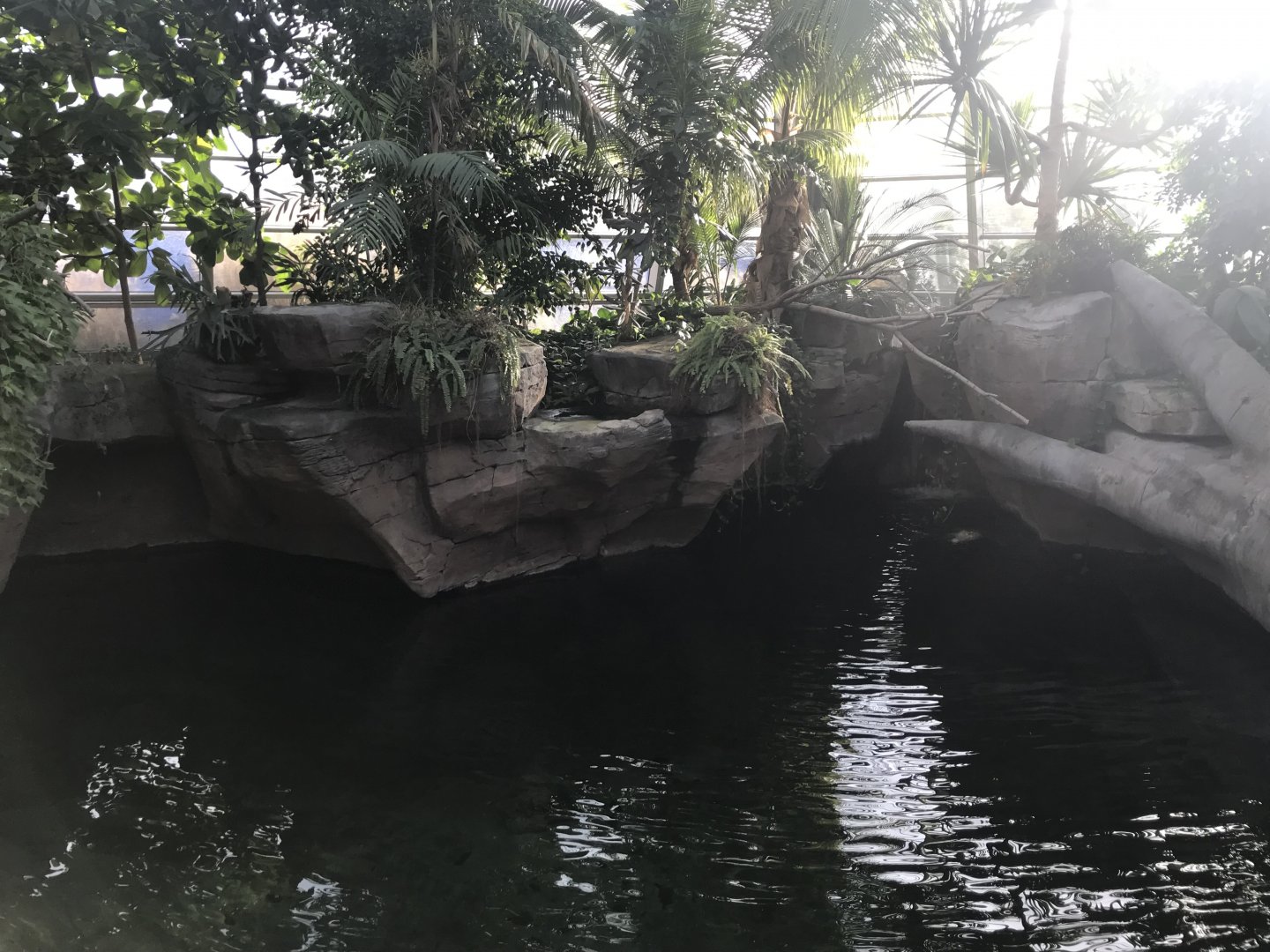 Krokodilhalle - Saltwater crocodile exhibit 011218