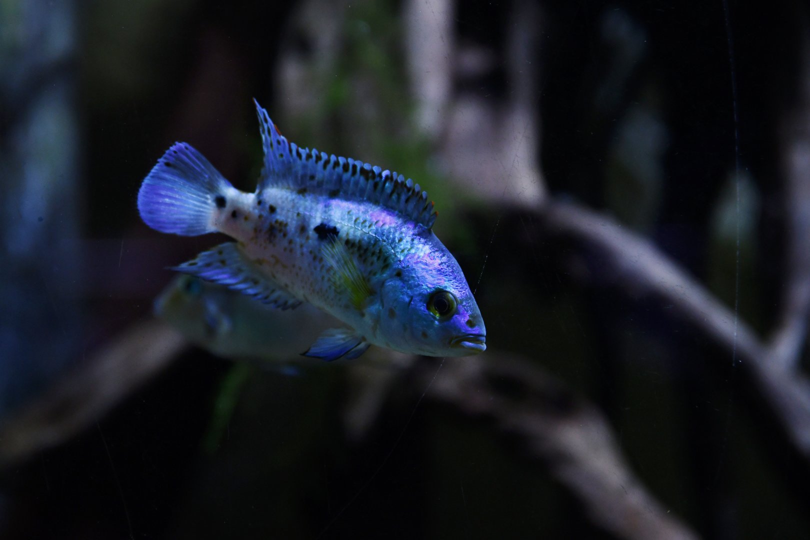 Kronoheros umbriferus