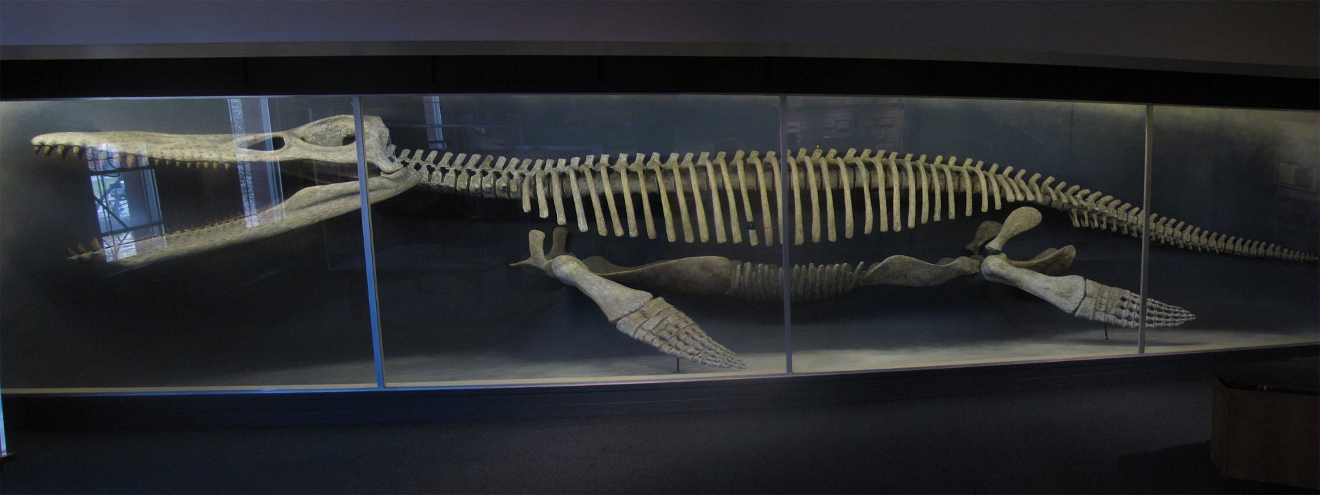 Kronosaurus Skeleton
