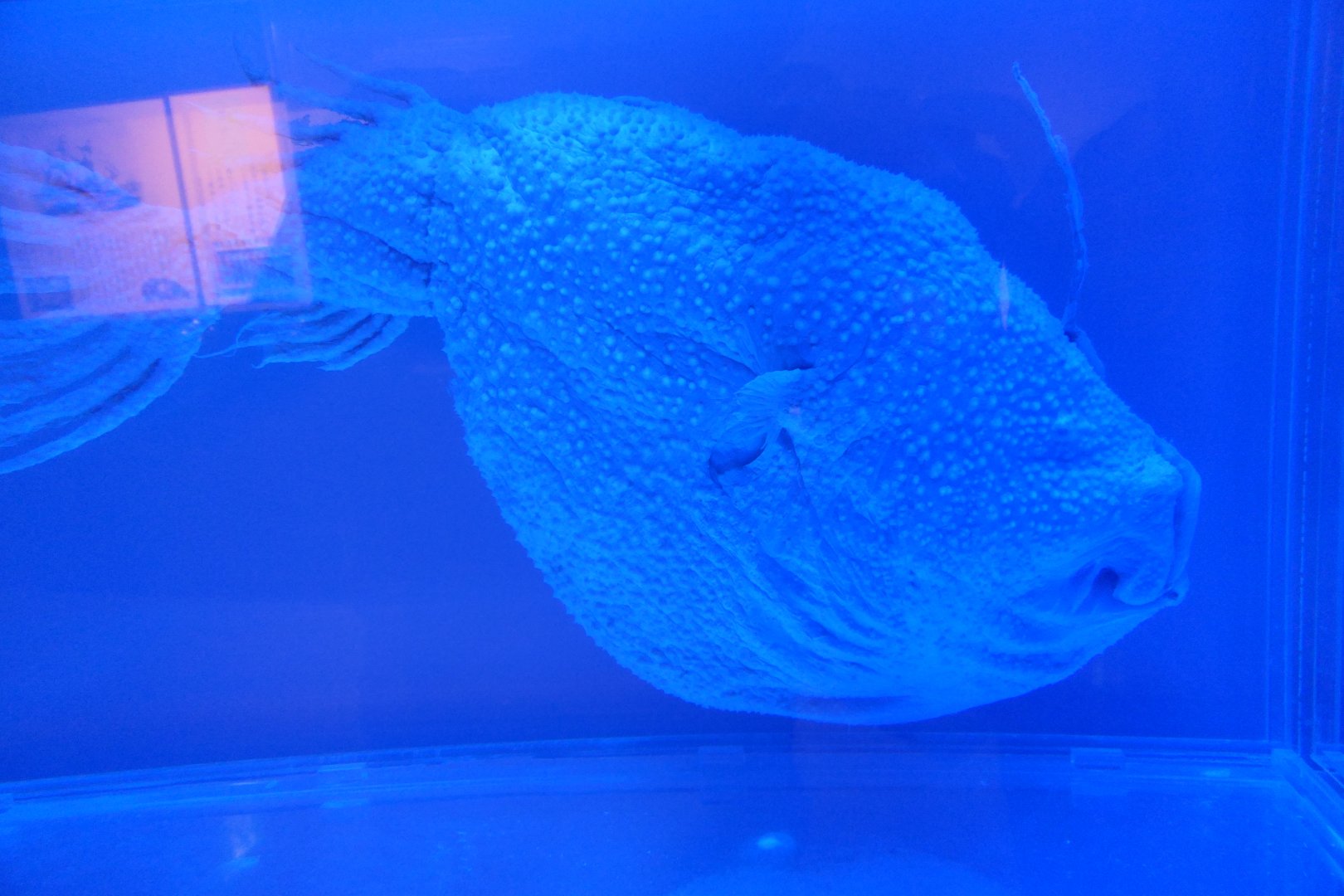 Kroyer's Deep-sea Anglerfish (Ceratias holboelli)