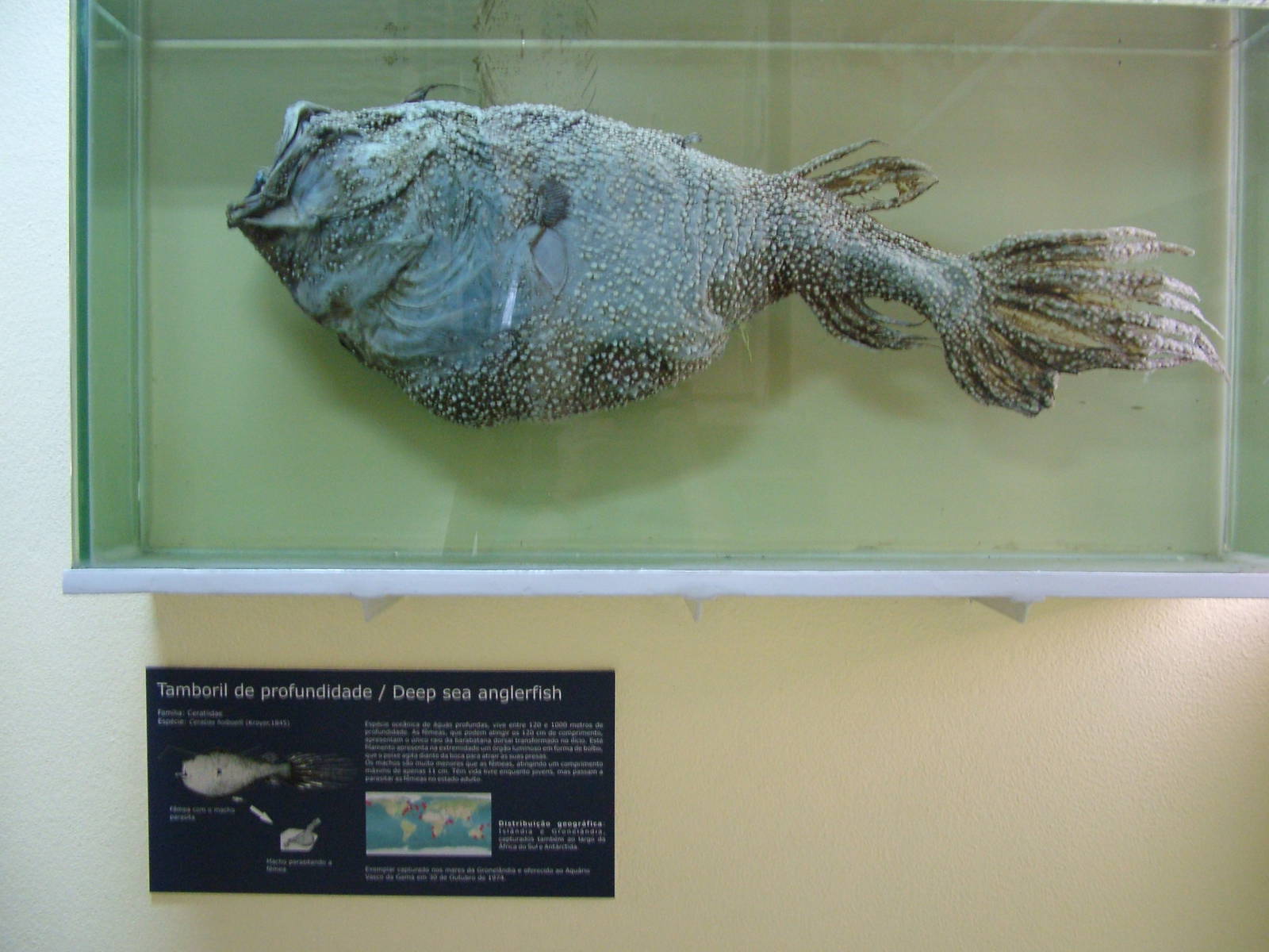 Kroyer's Deep-sea Anglerfish - Museum Displays at Vasco da Gama Aquarium, 2
