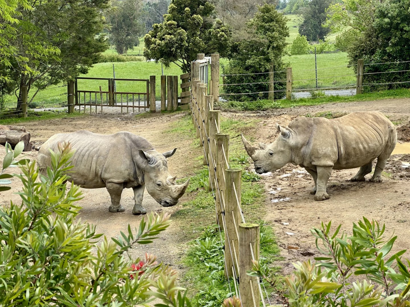Kruger and Imani (Southern White Rhinoceros)