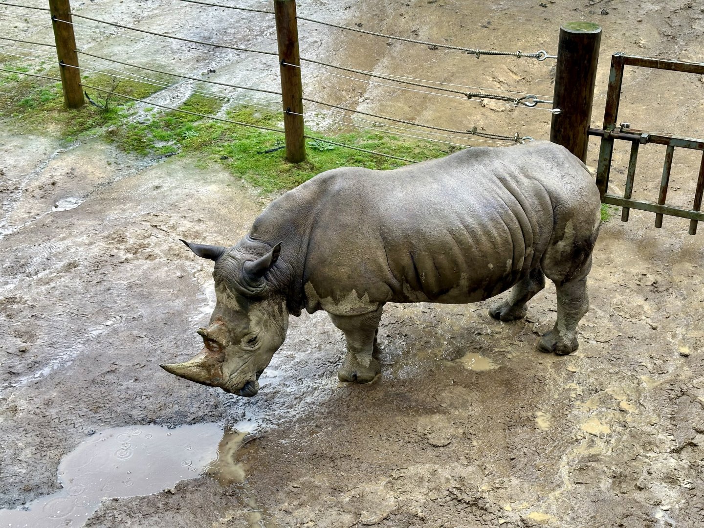 Kruger Enjoying the Rain