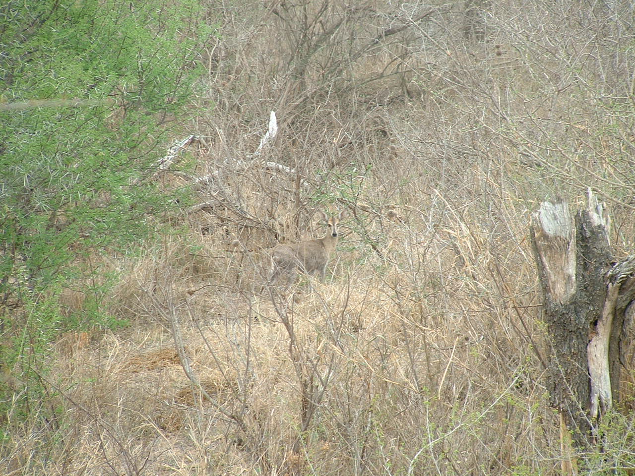 Kruger National Park - Oct 2011