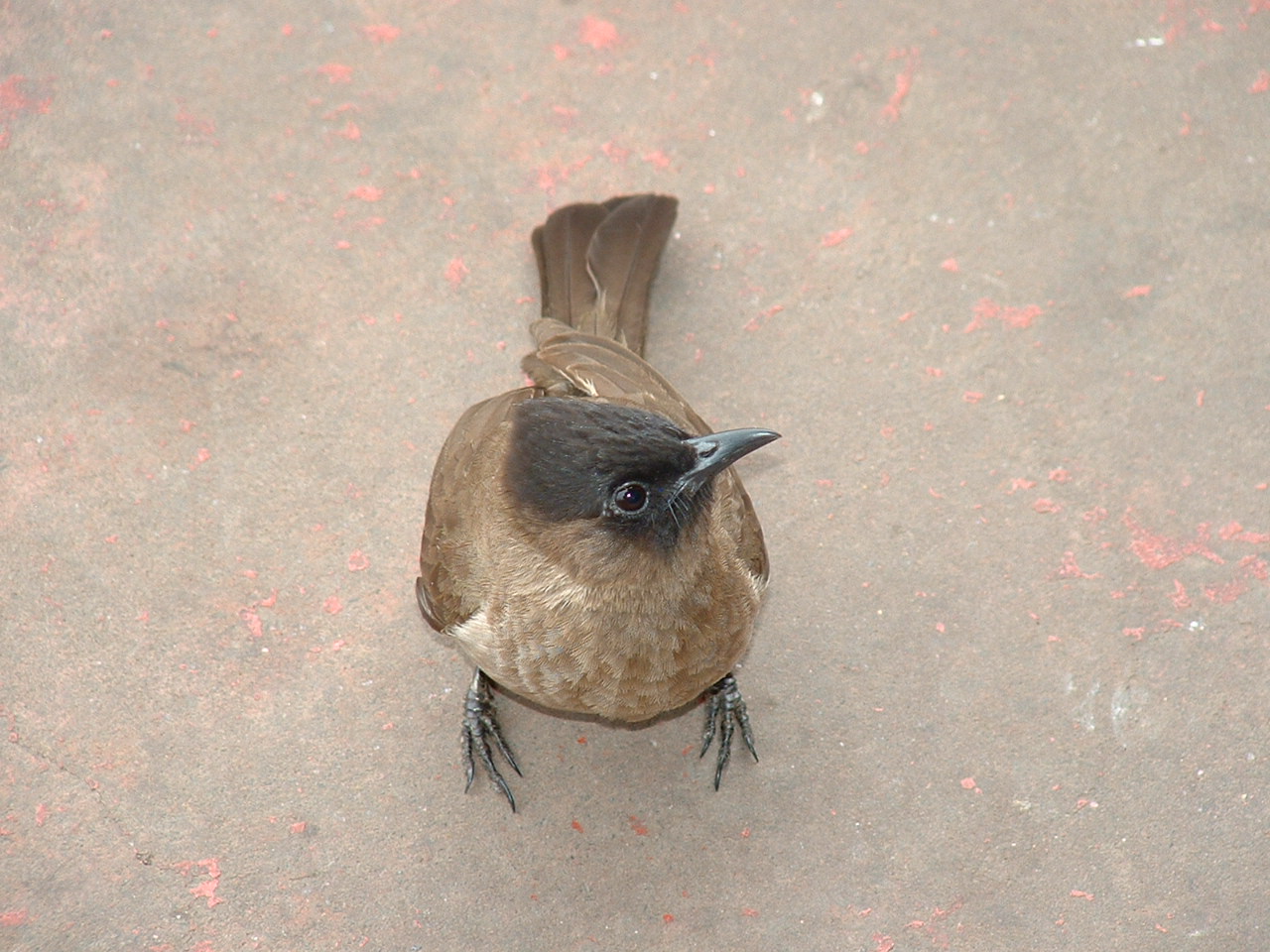 Kruger National Park - Oct 2011