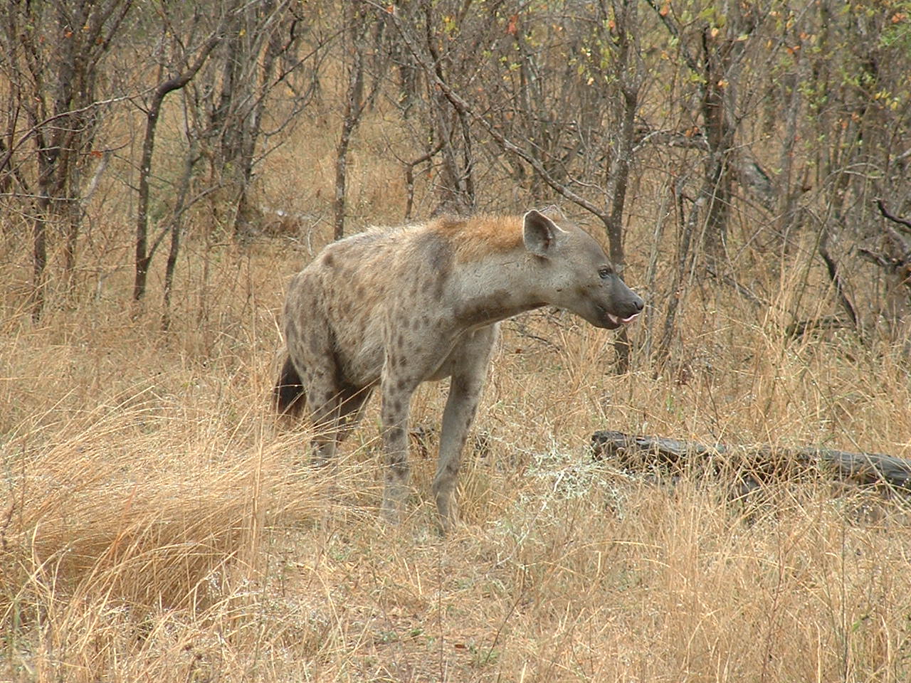 Kruger National Park - Oct 2011