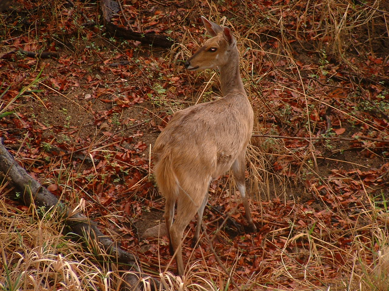 Kruger National Park - Oct 2011