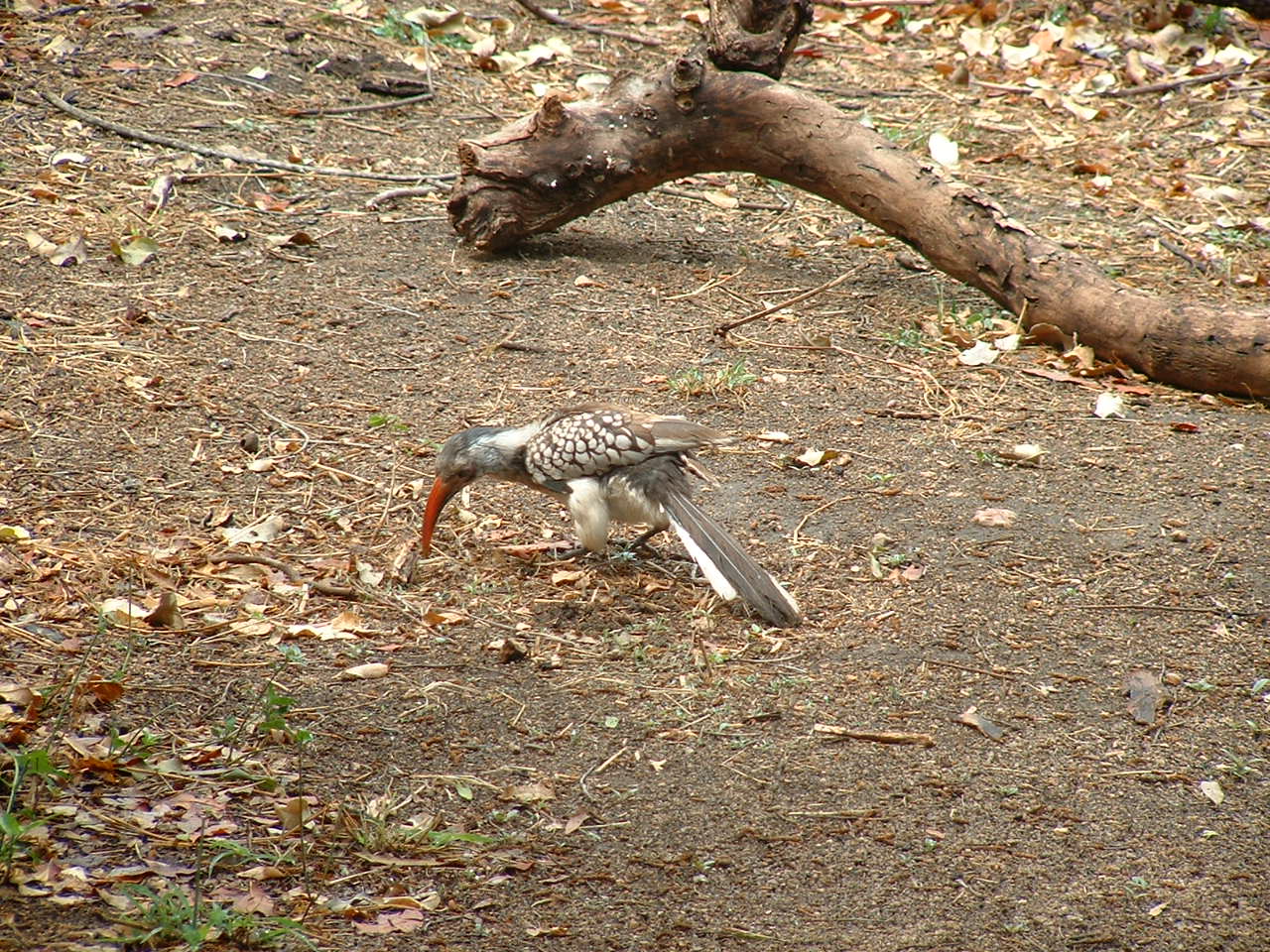 Kruger National Park - Oct 2011