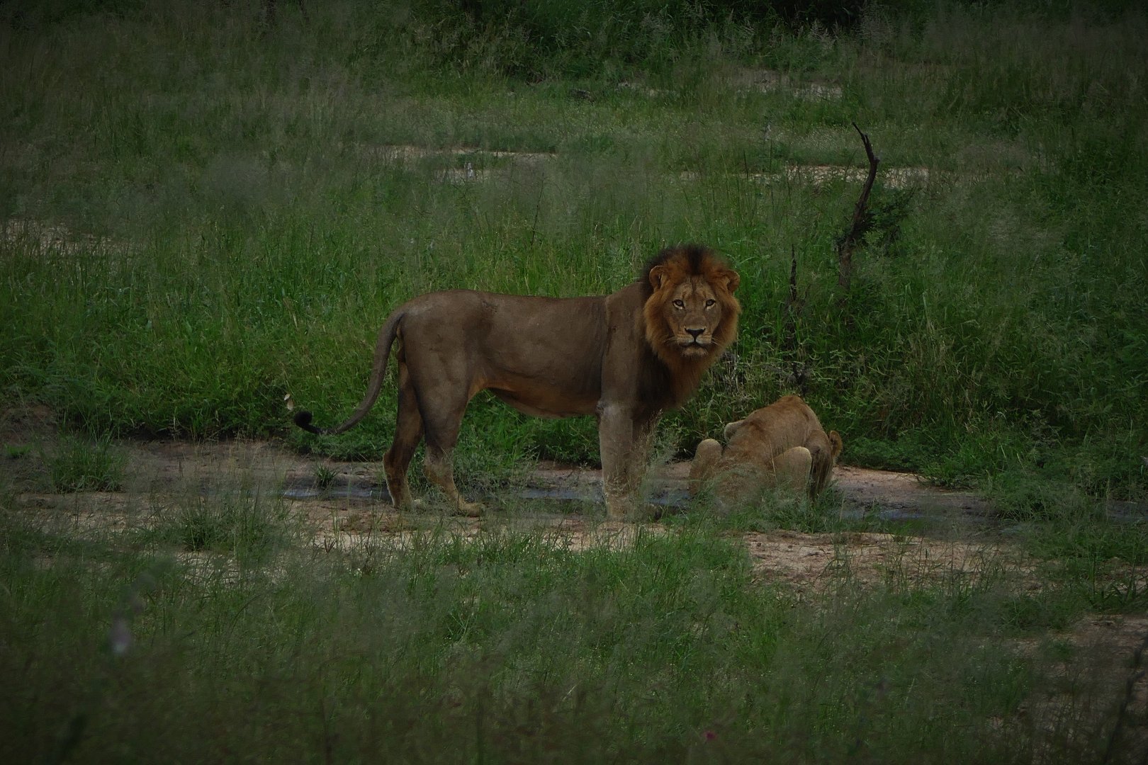 Kruger National Park