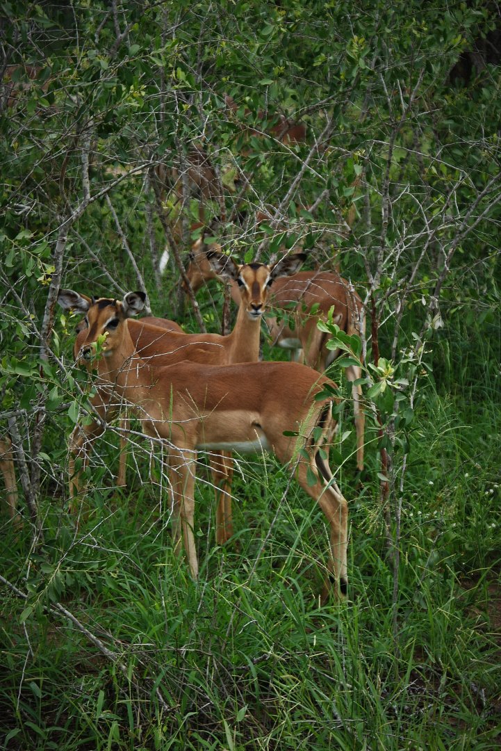 Kruger National Park