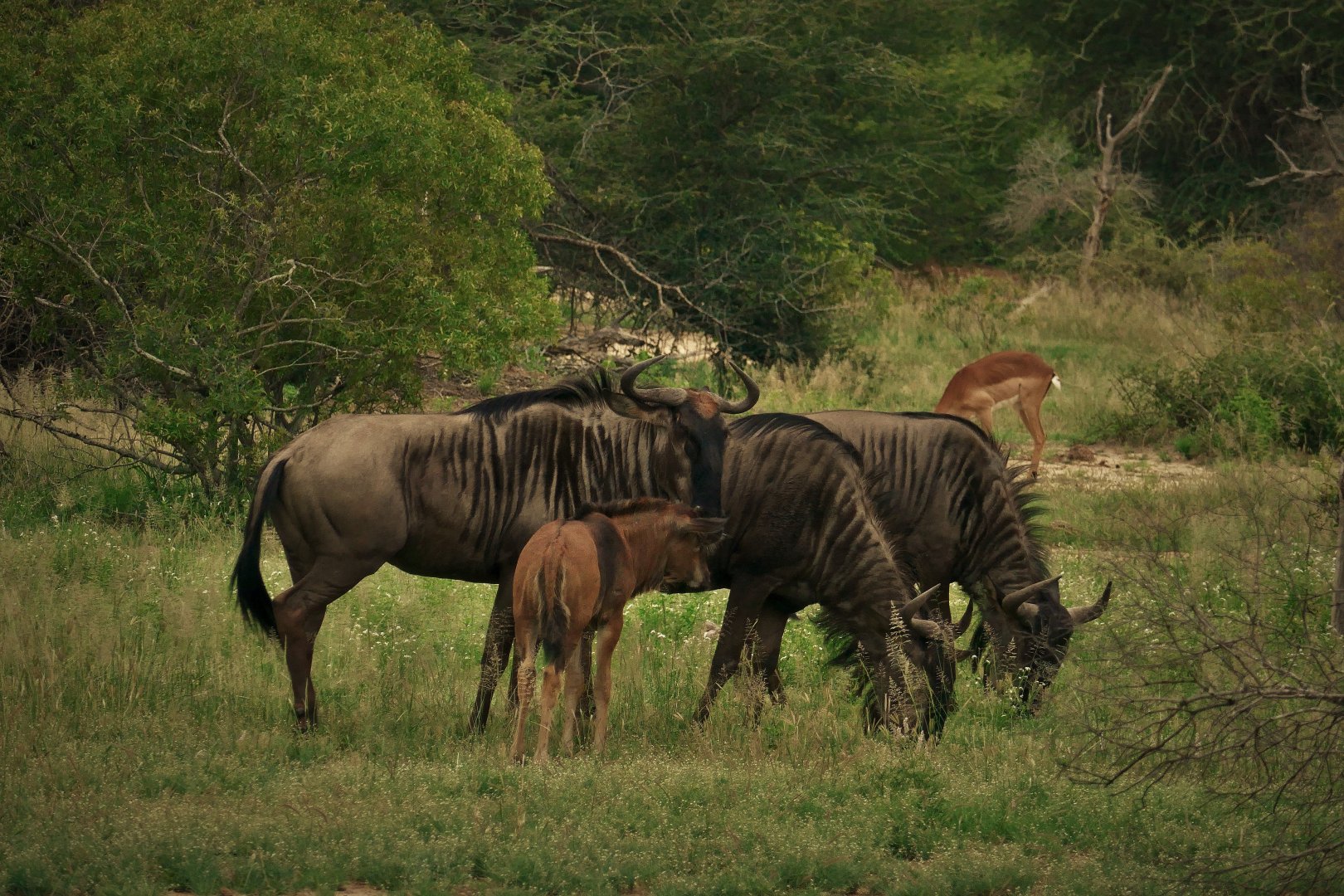 Kruger National Park
