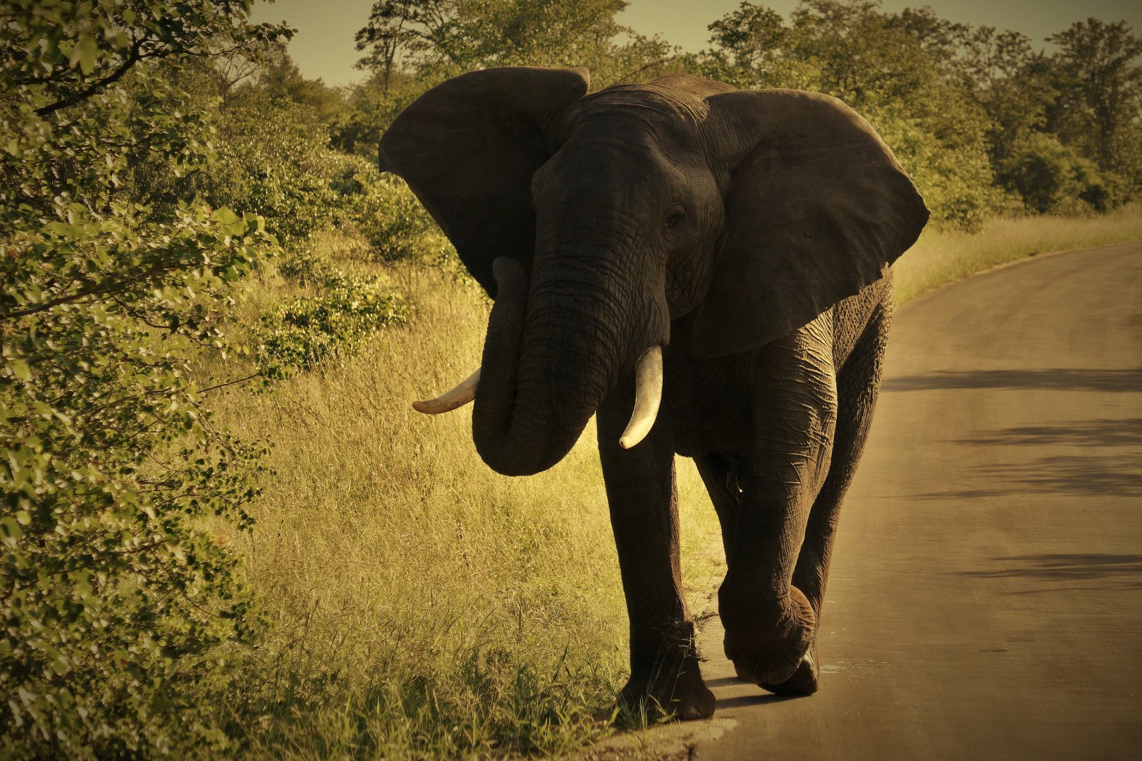 Kruger National Park