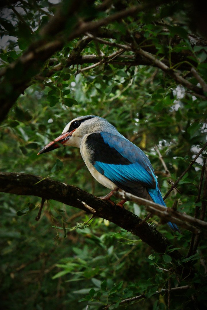 Kruger National Park