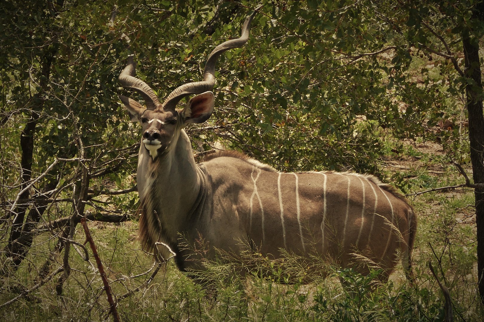 Kruger National Park