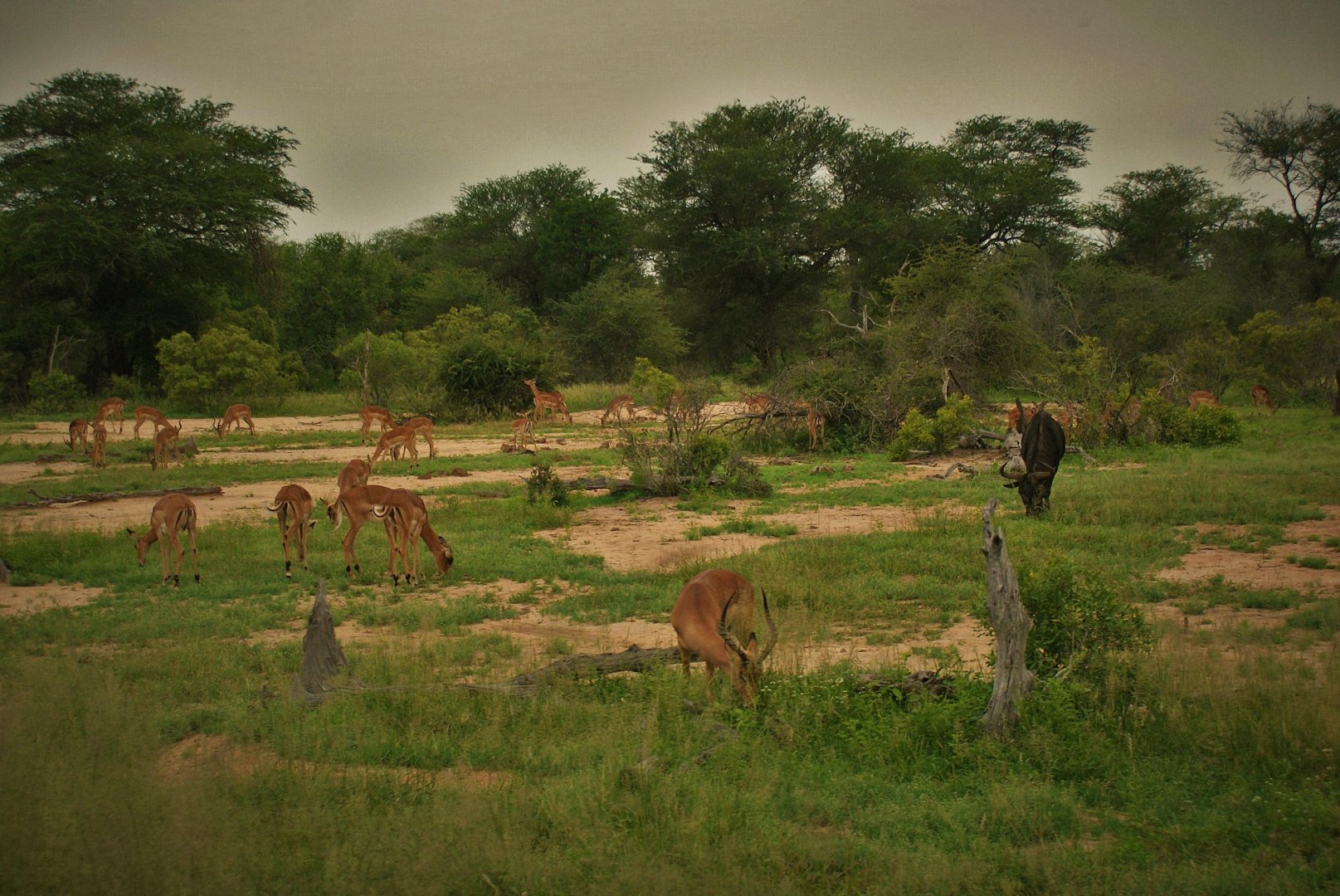 Kruger National Park