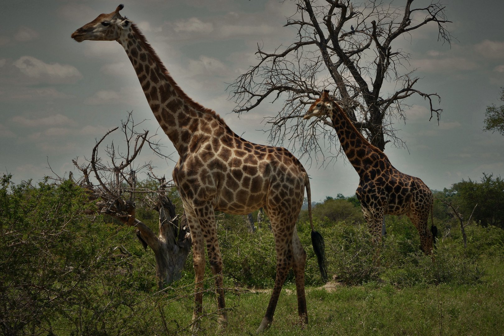 Kruger National Park