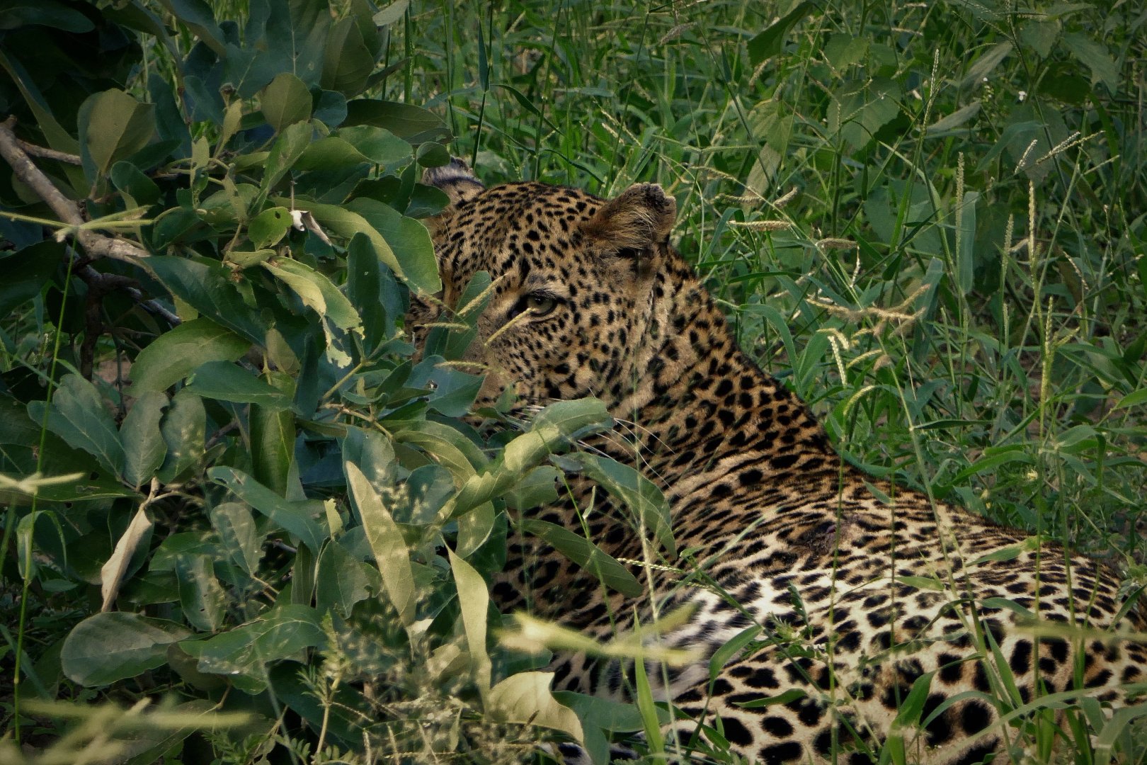 Kruger National Park