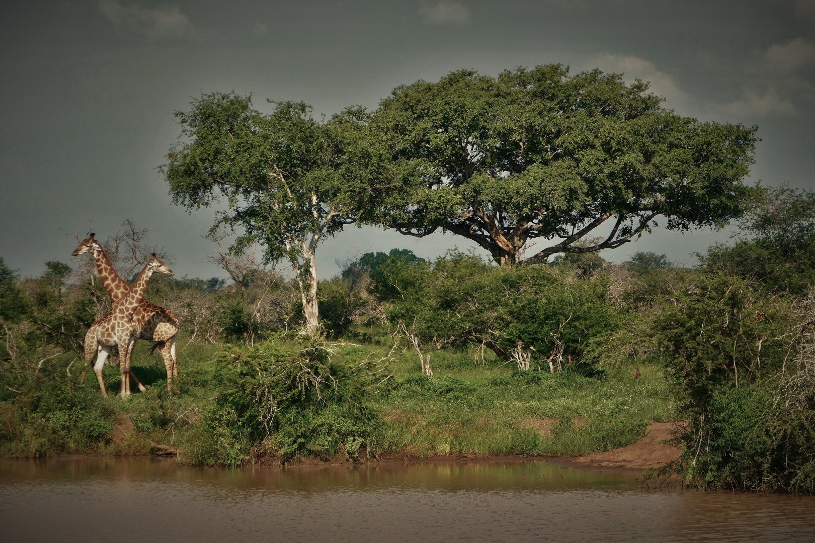 Kruger National Park