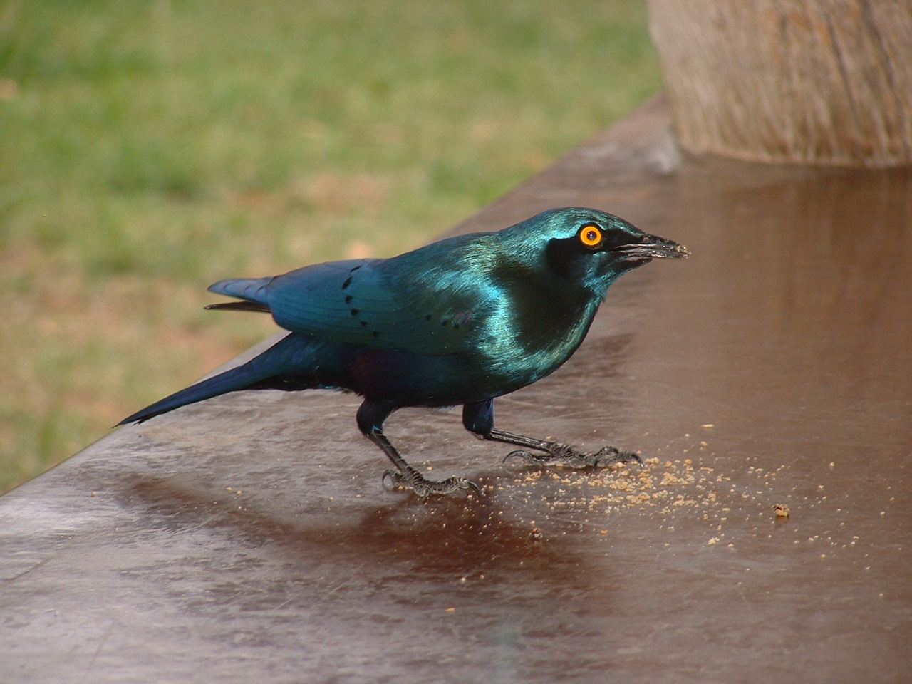 Kruger National Psrk