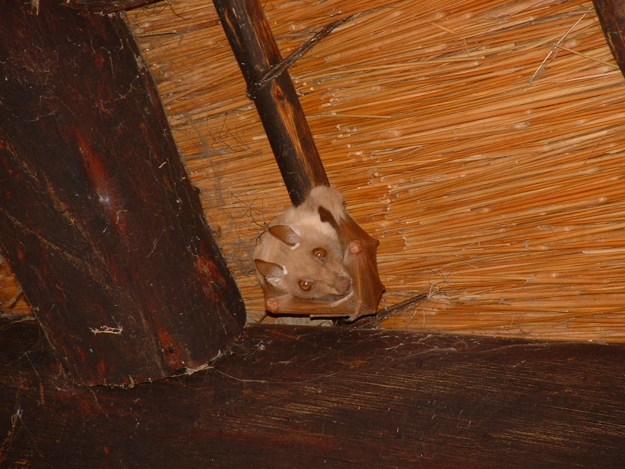 Kruger National Psrk