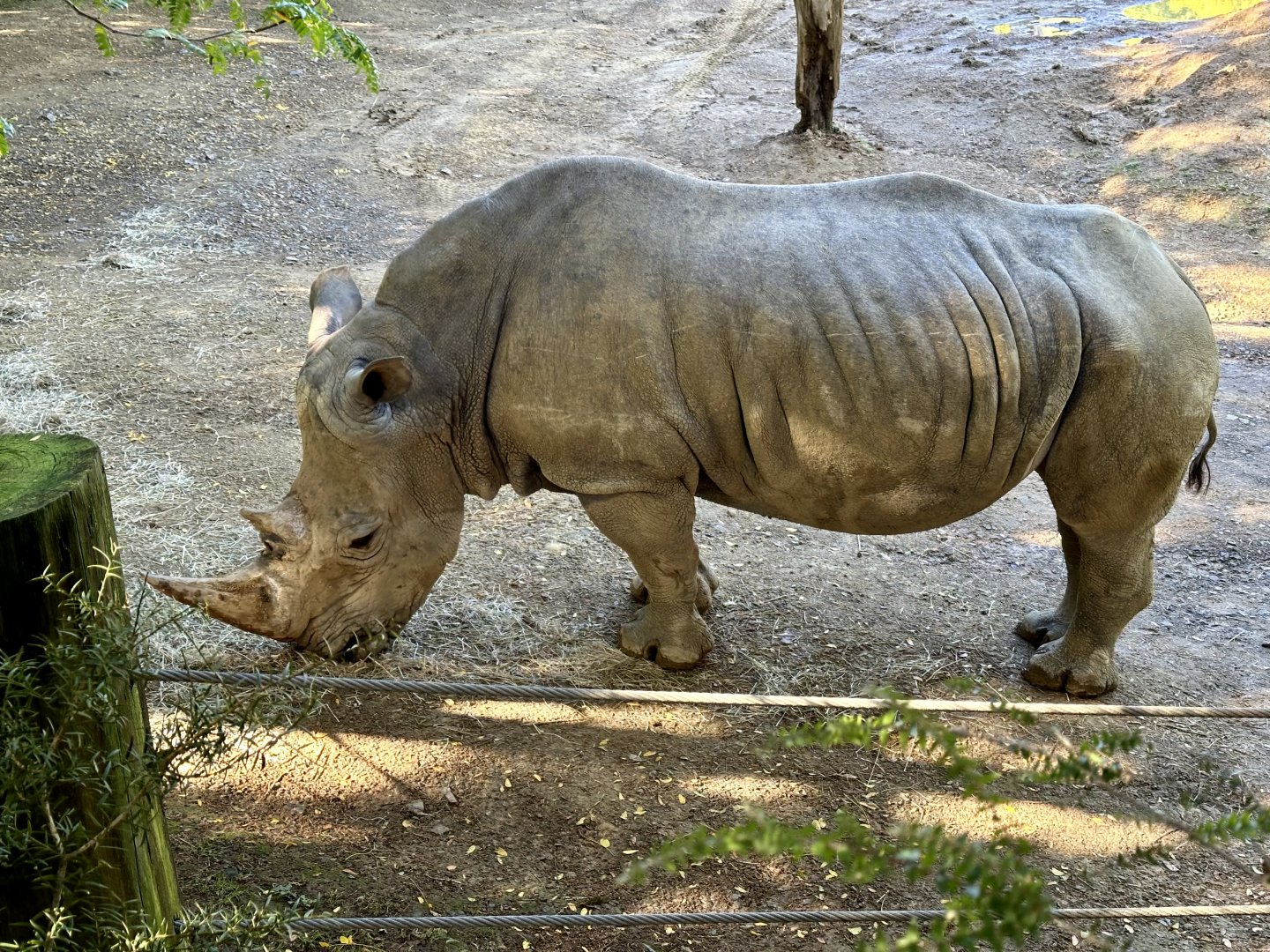 Kruger (Southern white rhinoceros)