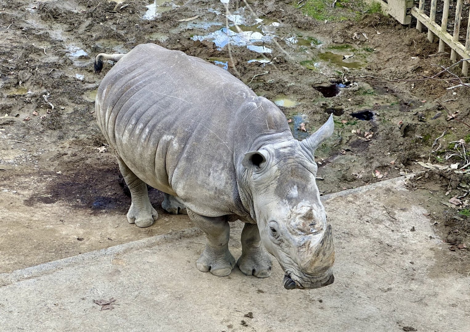 Kruger (Southern White Rhinoceros)