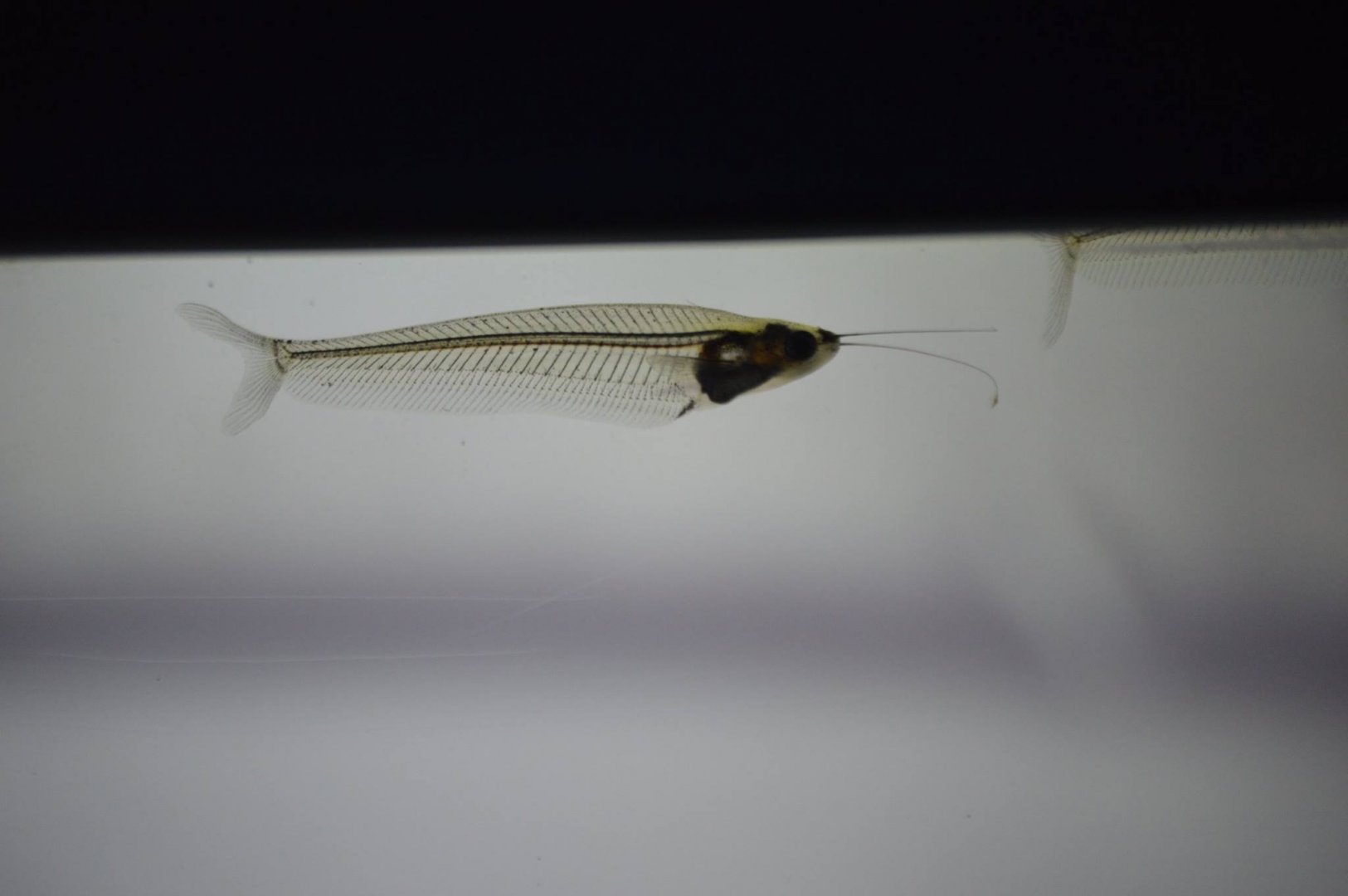 Kryptopterus vitreolus