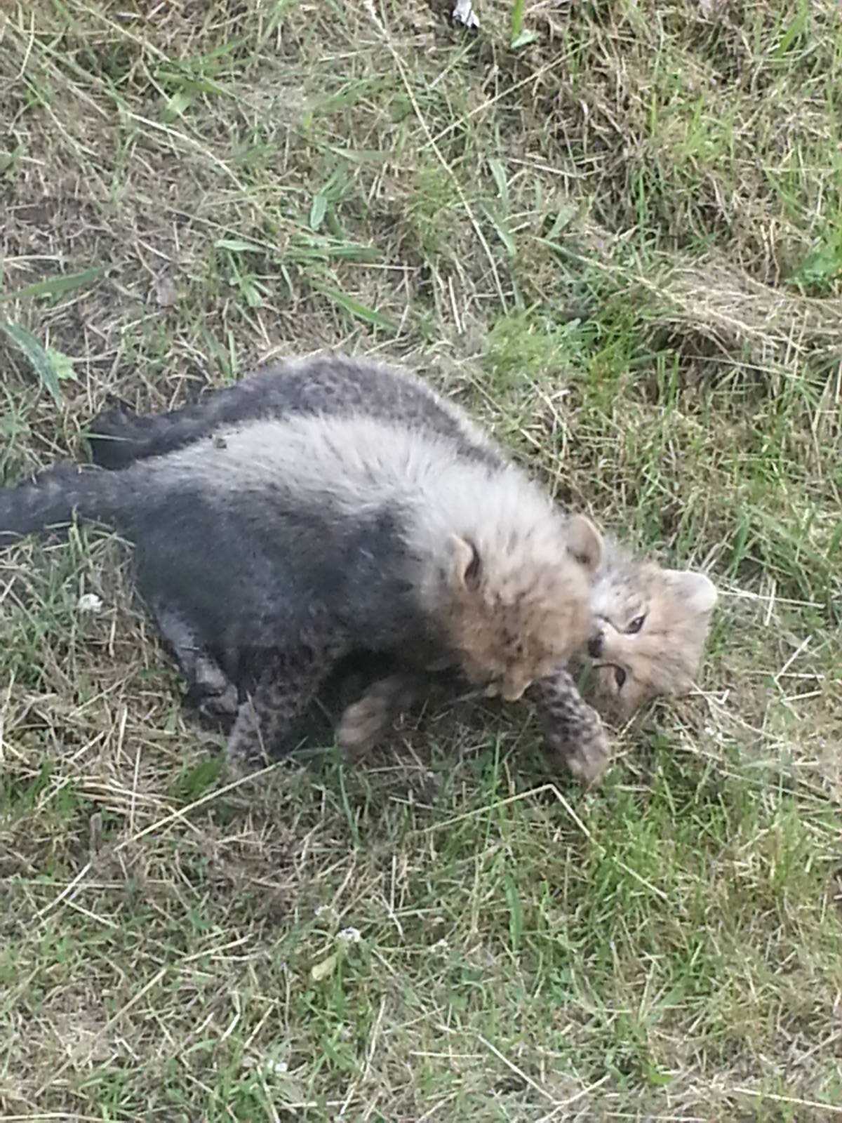KTs cheetah cubs 1/8/13
