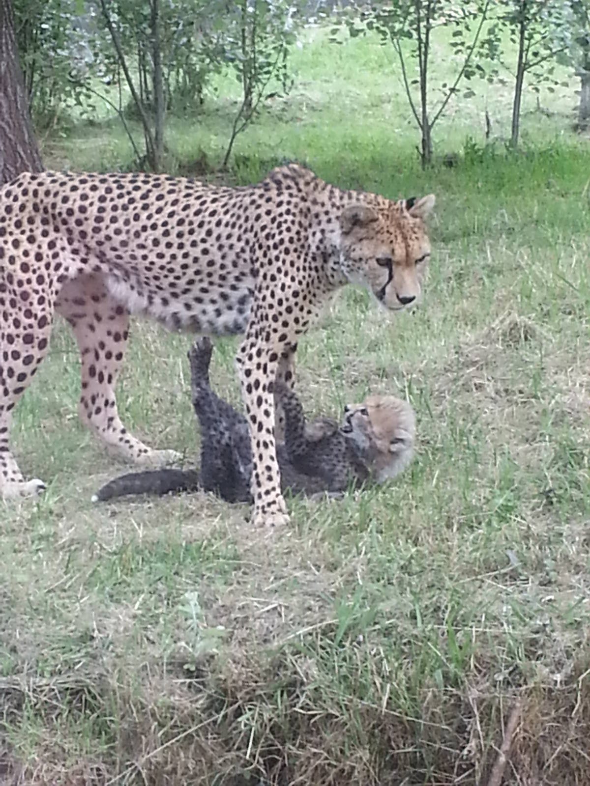 KTs cheetah cubs 1/8/13
