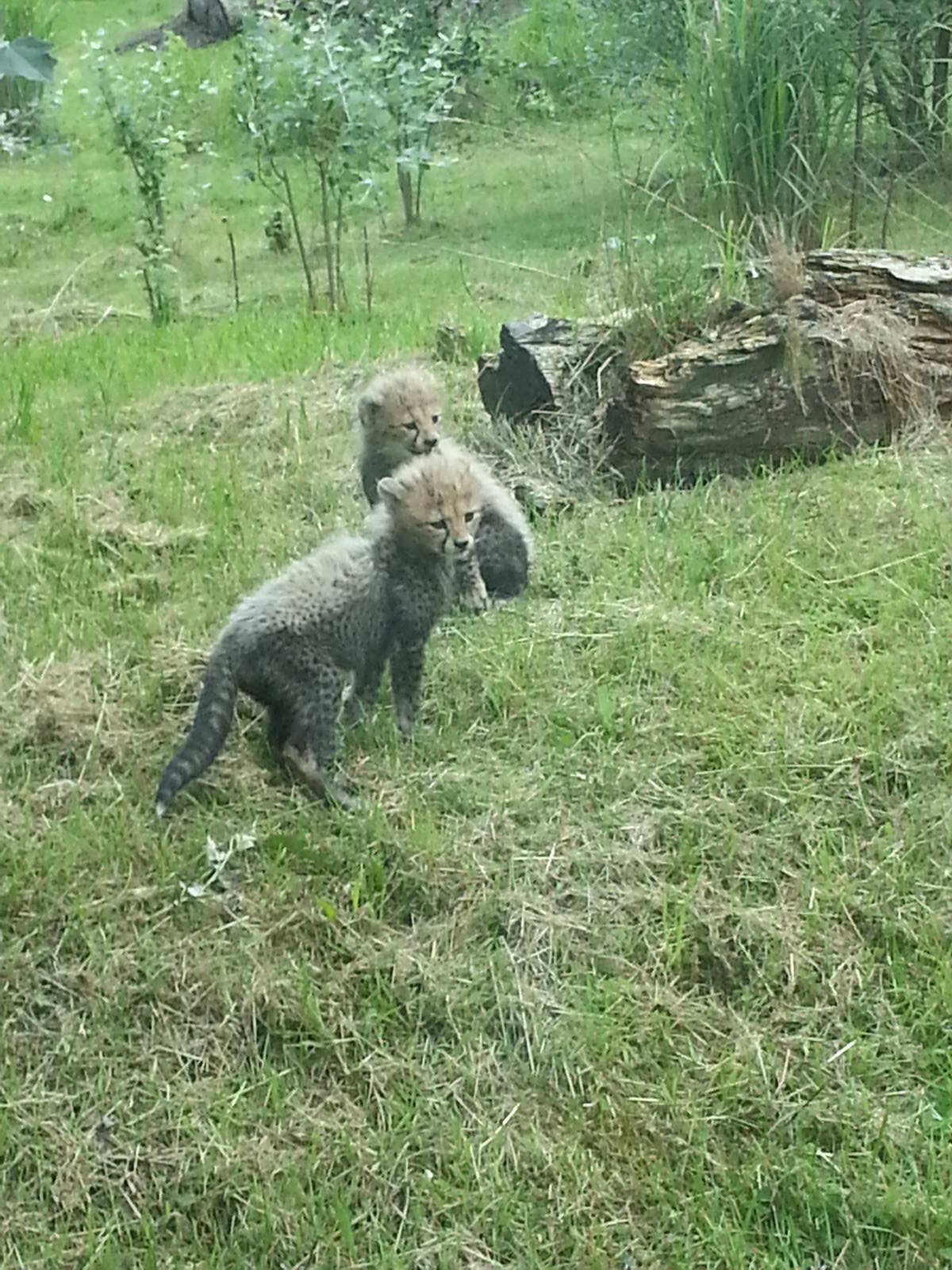 KTs cheetah cubs 1/8/13