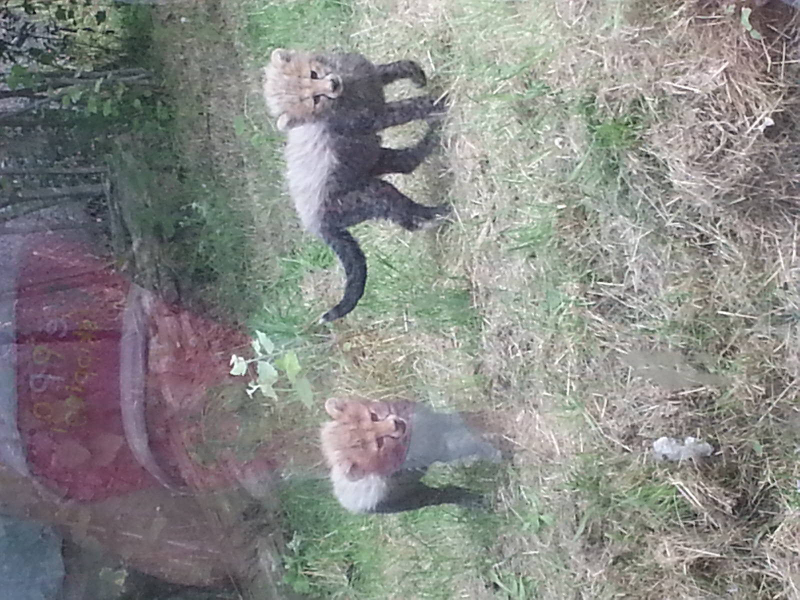 KTs cheetah cubs