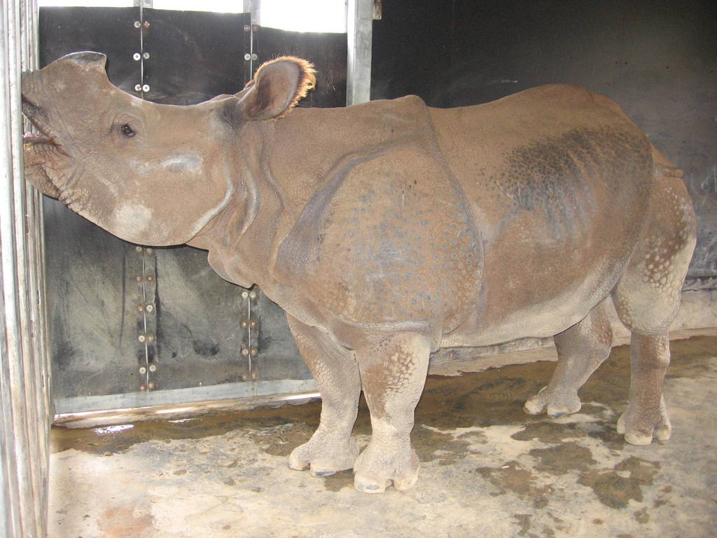 Kua, female Indian Rhino at Taronga Zoo, Sydney