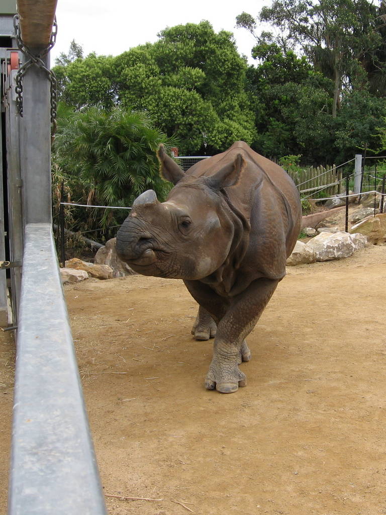 Kua, female Indian Rhino at Taronga Zoo, Sydney
