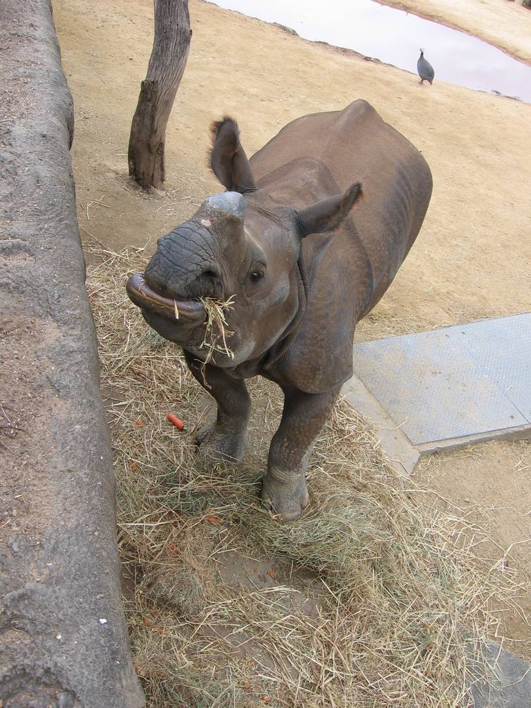 Kua, female Indian Rhino at Taronga Zoo, Sydney