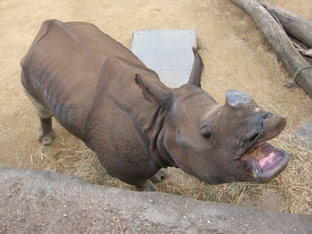 Kua, female Indian Rhino at Taronga Zoo, Sydney